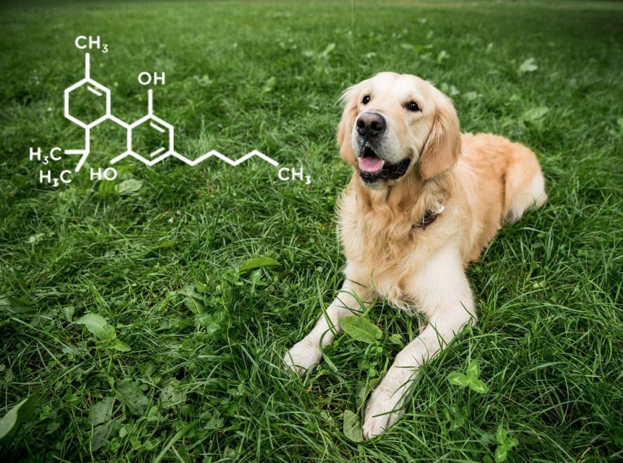 Pain-Less Pets 50mg Tablets