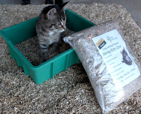 Kitty Litter