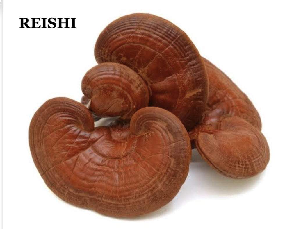 COGNITION Mushroom Blend Capsules Reishi Cordyceps Turkey Tail Lion's Mane