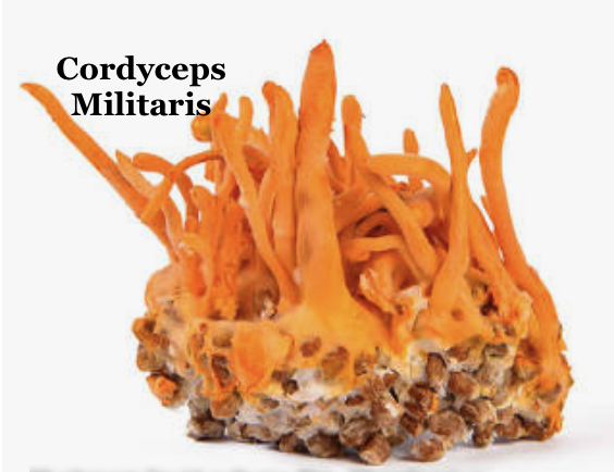 COGNITION Mushroom Blend Capsules Reishi Cordyceps Turkey Tail Lion's Mane