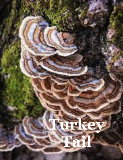 COGNITION Mushroom Blend Capsules Reishi Cordyceps Turkey Tail Lion's Mane