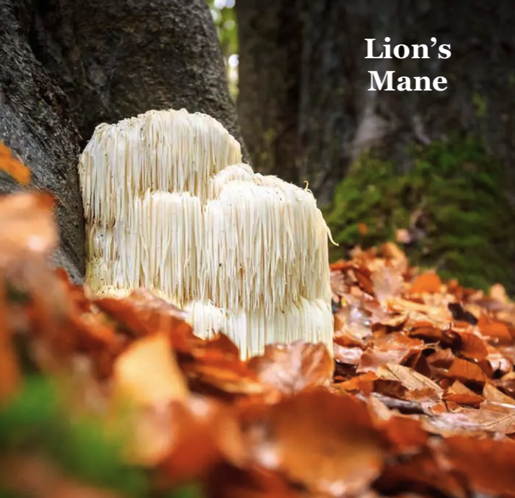 COGNITION Mushroom Blend Capsules Reishi Cordyceps Turkey Tail Lion's Mane