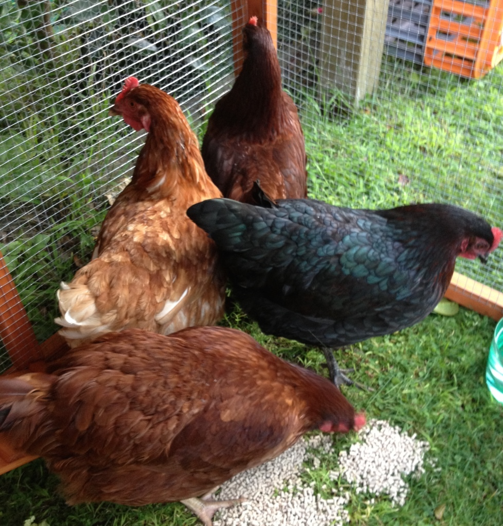 Animal Bedding - 30lb